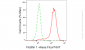 KD-Validated Anti-Flotillin 1 Rabbit Monoclonal Antibody
